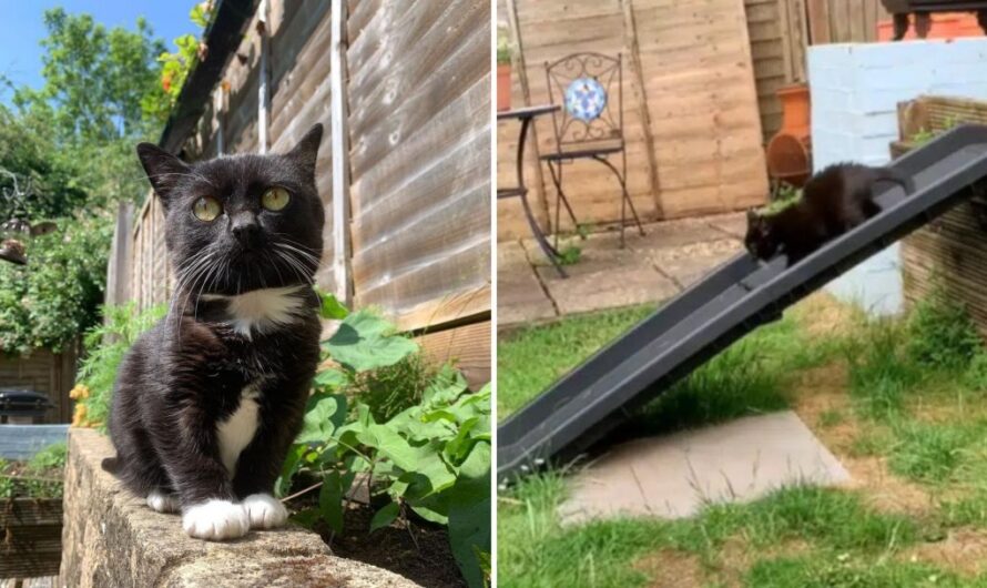 The Story Of A Woman Who Adapted Her Backyard To Suit Her Dwarf Cat Took The World By Storm