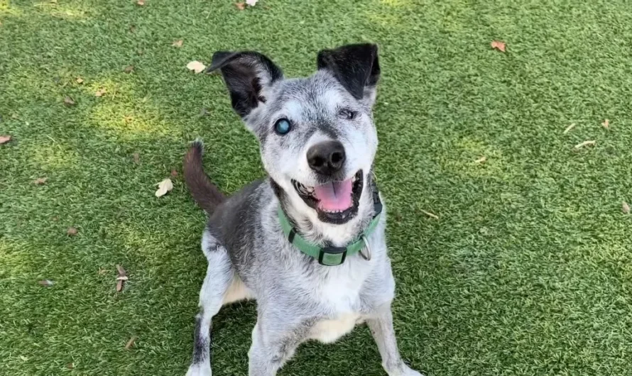 19-Year Old Dog Abandoned At Shelter Gets One More Chance At Life