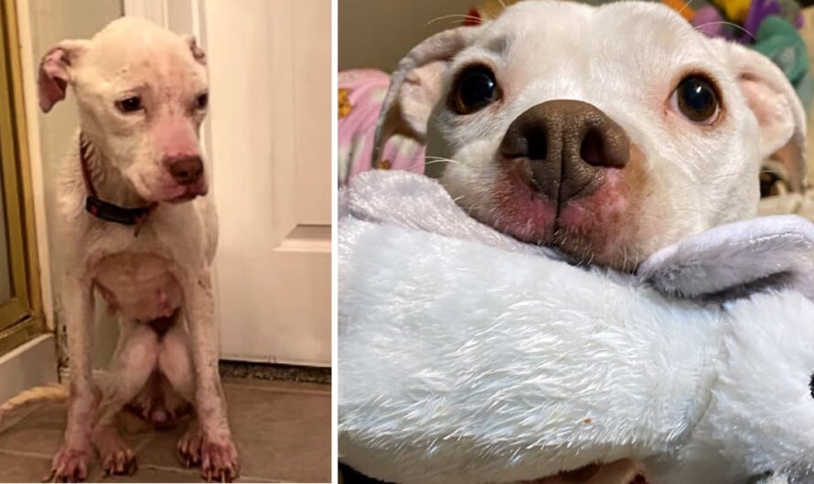 A emaciated, abandoned Pit Bull finally receives everything she ever dreamed of