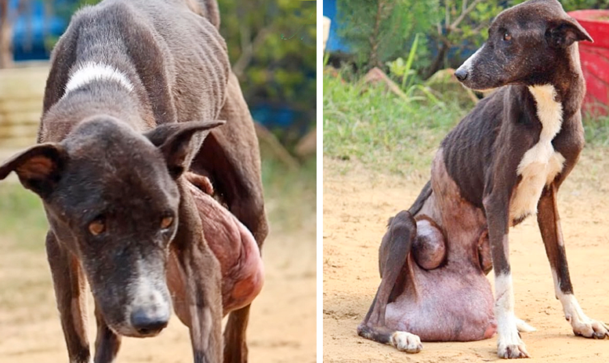 For a decade, a senior stray canine roamed the streets burdened by an enormous tumor, enduring pain, experiencing despair, and losing hope, all without any assistance (Video)