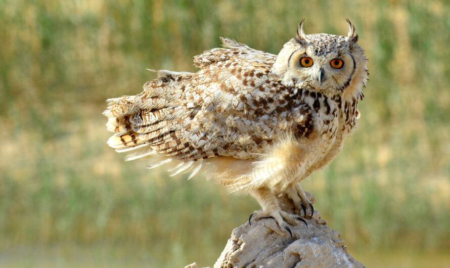 Exploring the mysterious beauty of the Pharaoh’s eagle owl in the Dubai desert