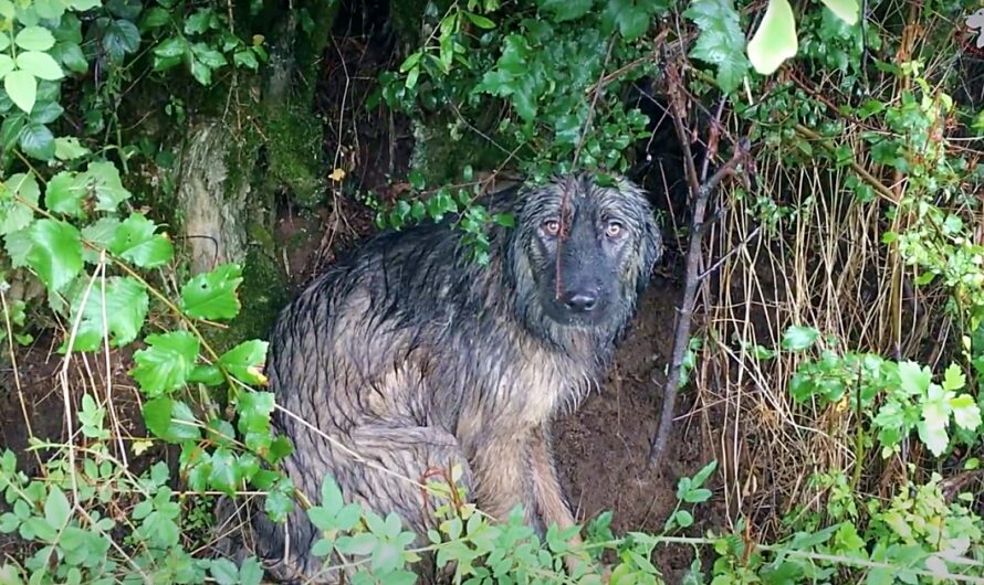 Abandoned Dog’s Heartbreaking Loyalty: Waits in Pouring Rain for Family’s Return