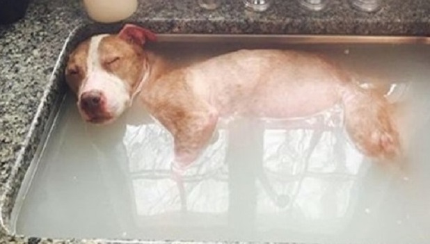 A Severely Neglected Dog Experiencing the Joy and Comfort of a Healing Bath, Symbolizing Resilience and Hope for Recovery.