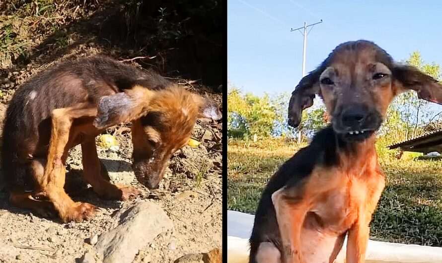 A Heartbreaking Tale: A Helpless Dog’s Temporary Shelter in a Perilous Surrounding, Starving and Without a Home