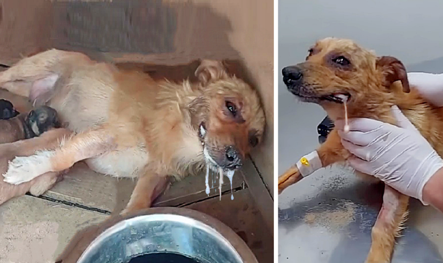 Despite being poisoned, a mother dog summons her last ounce of strength to lift her head, imploring for help to save her puppies.