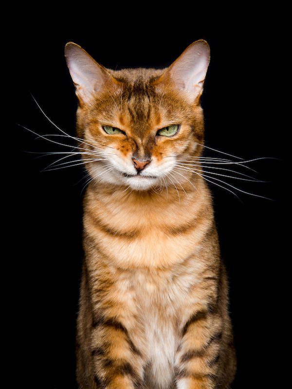 Wieselcats Copyright Elke Vogelsang