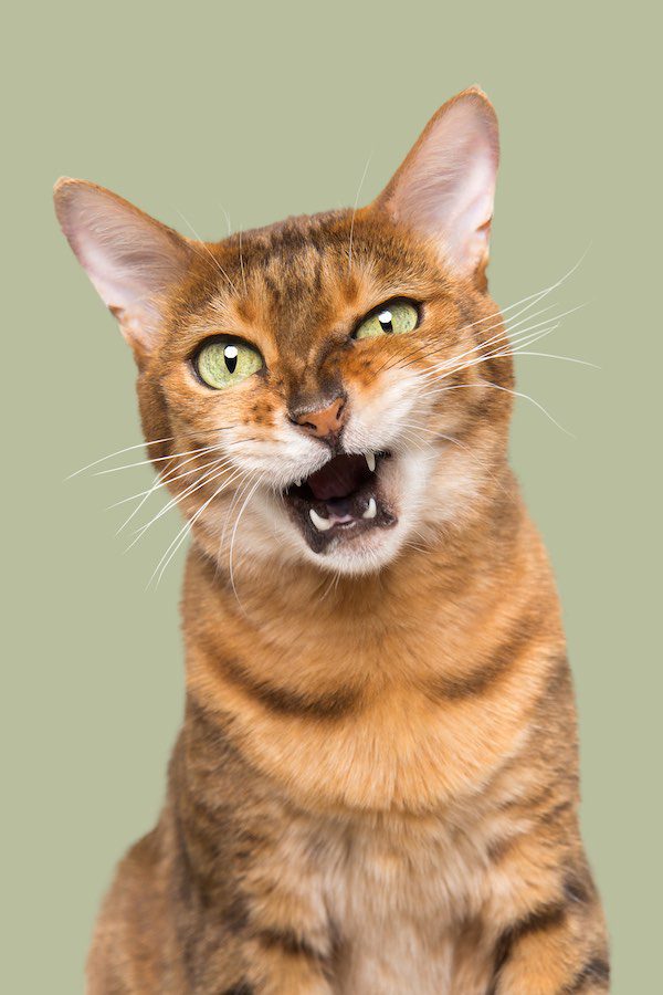 Wieselcats Copyright Elke Vogelsang