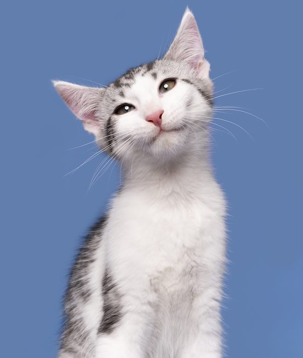 Wieselcats Copyright Elke Vogelsang