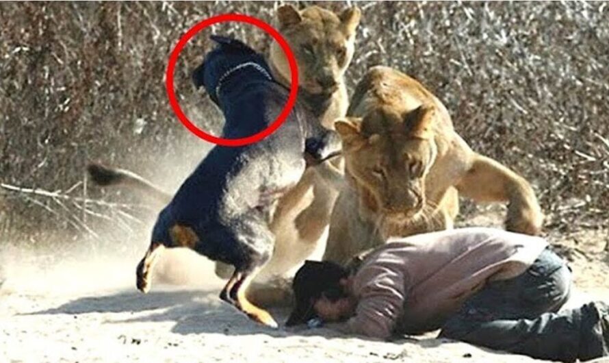 A courageous dog fearlessly confronted two lions to protect his owner, displaying an extraordinary act of heroism.