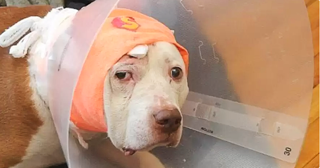 The Deaf Dog Who Took A Bullet To Protect His Owner And ended up homeless, Has a second chance