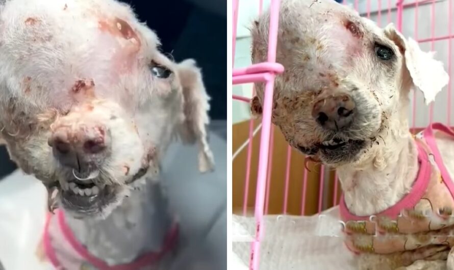 As heartbreaking as it is, a dog bearing a massive tumor on her head was abandoned on the streets and faced rejection for treatment from three consecutive hospitals.