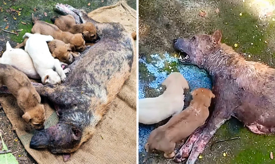 Heartbreaking Scene: Distressed Mother Dog, Unable to Stand, Desperately Cries for Help for Her Puppies!