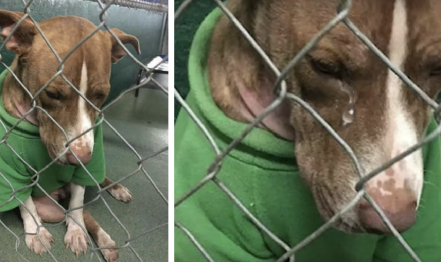 Desolate puppy forever wore a Christmas sweater begging for a home, but time was running out