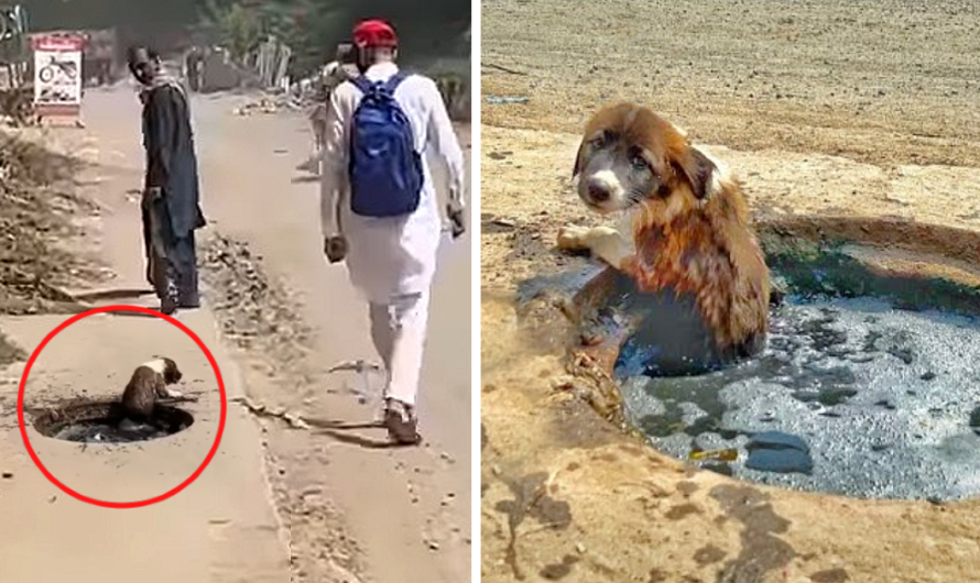 Poor puppy trapped in a gutter, crying for help, but no one is willing to assist!