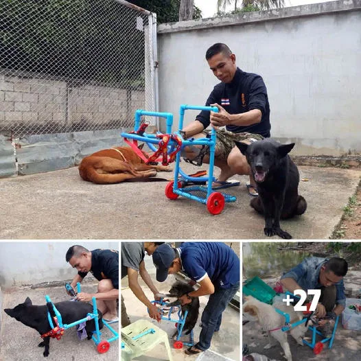 Empathetic Inventor Gives Mobility to Disabled Dogs with Custom Wheelchairs