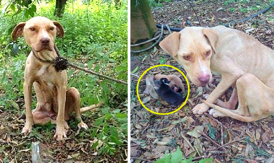 Mama Dog Tied Up And Left To Die, Kept Her Puppies Alive For 10 Days Waiting For Help, Showcasing Unyielding Maternal Love and Determination, a Testament to a Mother’s Unbreakable Bond.