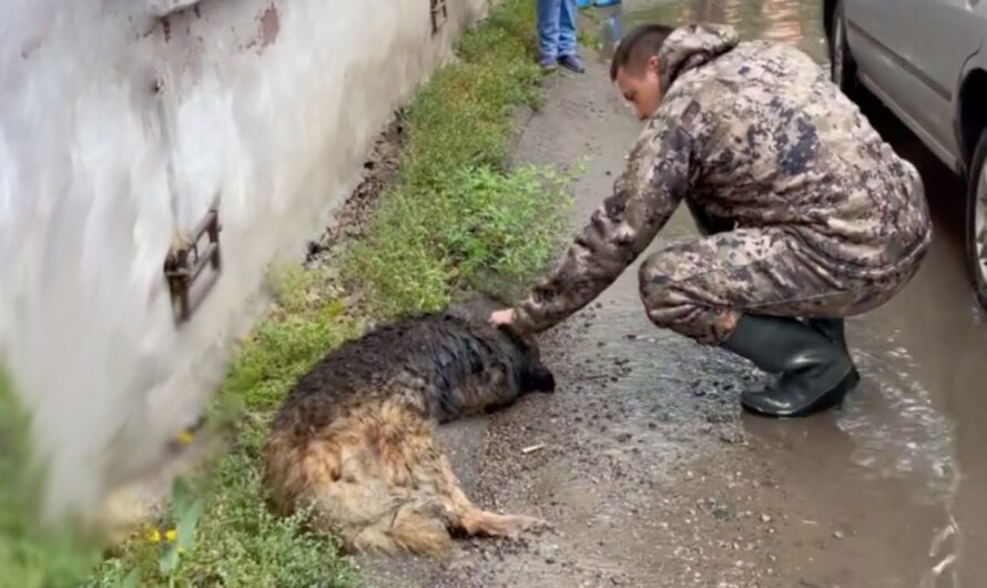 Invisible Sorrows: The Grueling Odyssey of a Fatigued Pooch on the Wet Path, Craving for Acts of Benevolence That Pass Unnoticed.