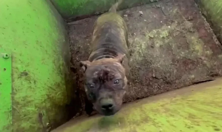 Rescuers Open A Dumpster Lid And Discover The Most Adorable Eyes Looking Back At Them