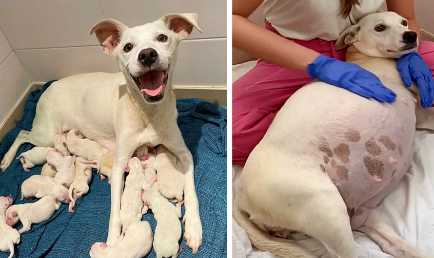 Left outside a shelter at nine weeks pregnant, a mama dog delivers 14 precious puppies, illustrating a touching tableau of new beginnings and optimism