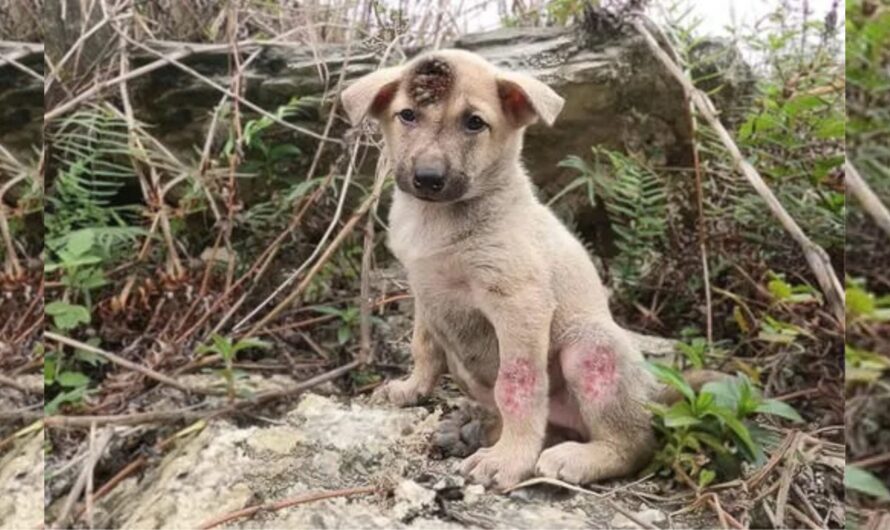 Trailblazing Resilience: An Abandoned Puppy’s Remarkable Odyssey of Survival and the Gift of Another Chance