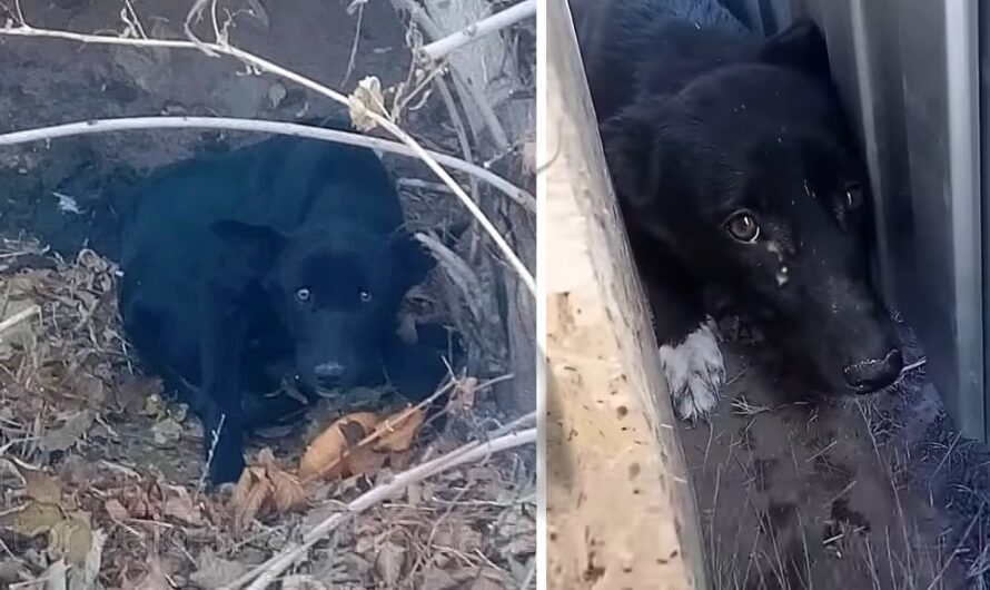 She Crawled Around the Park Begging for Food for Weeks, Finally Shedding Tears of Relief.