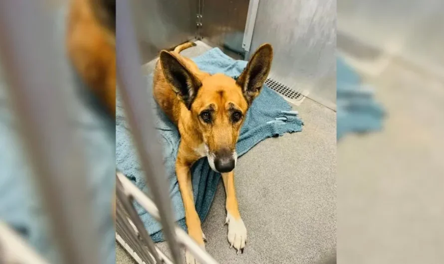 Dog Was Devastated When His Family Surrendered Him To A Shelter Where They First Met Him