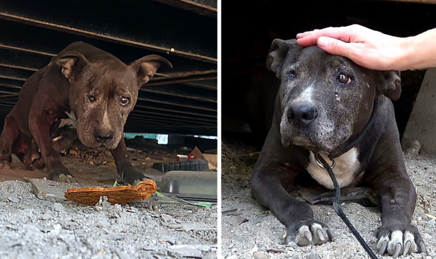 Neglected and overlooked for nine years, a dog on the verge of despair discovers a glimmer of hope in her twilight years