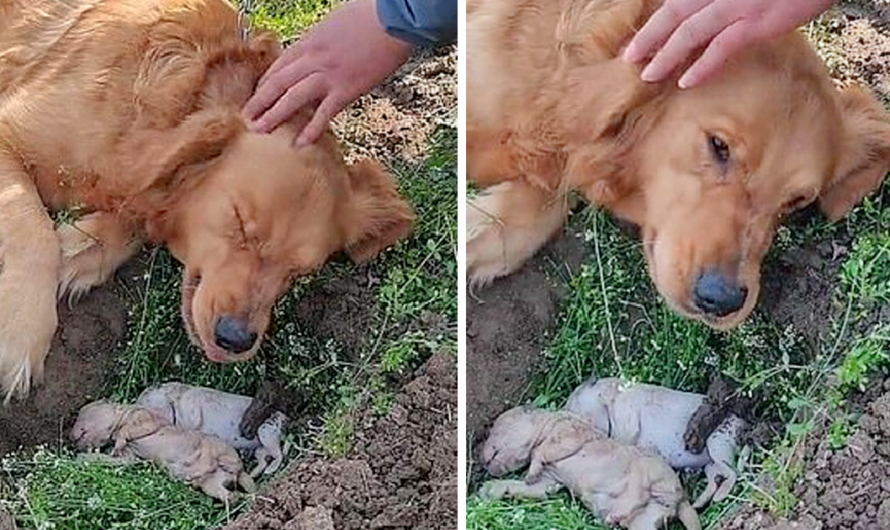 Heartbroken, a mother dog refuses to be separated from her puppies who died during labor, choosing to dig their grave again, showcasing her grief and devotion.