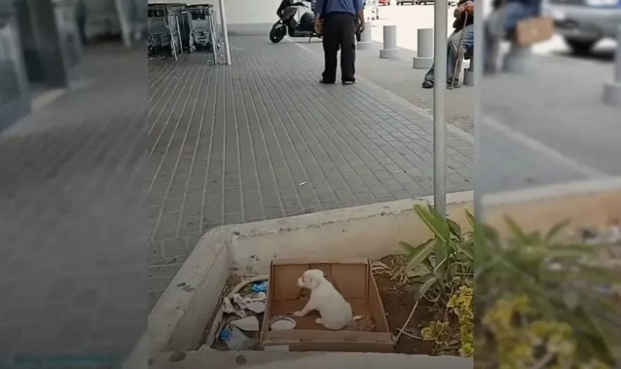 Sweet Pup Dumped In Front Of Supermarket Cries Until She Feels A Gentle Touch