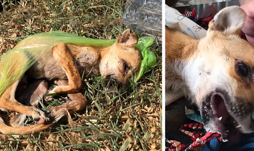 Ailing and heartlessly discarded in the garbage, a puppy found salvation through a compassionate guardian angel who rescued it.