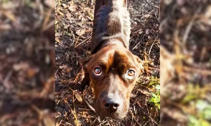 A Precious Pup Whose Eyes Were Filled With Sadness Gets Rescued From A Heartless Owner