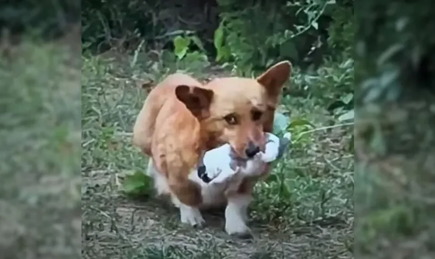 A Caring Mother Dog Brings Her Baby To A Man, Begging For Help