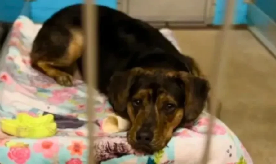 Pup Can’t Hide The Sadness From His Face After Adoptive Family Returned Him Back To The Shelter