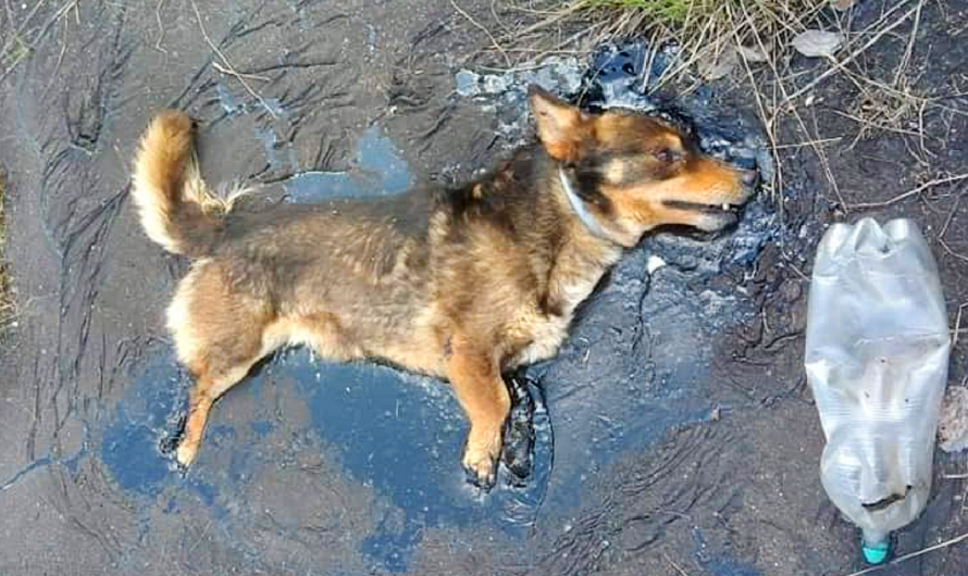 Trapped in tar, a dog summons all his strength to bark for help, desperately seeking assistance.