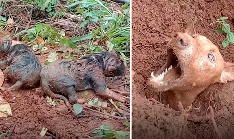 Heartwarming Reunion: How a Community’s Determination Brought Mother Dog and Puppies Together