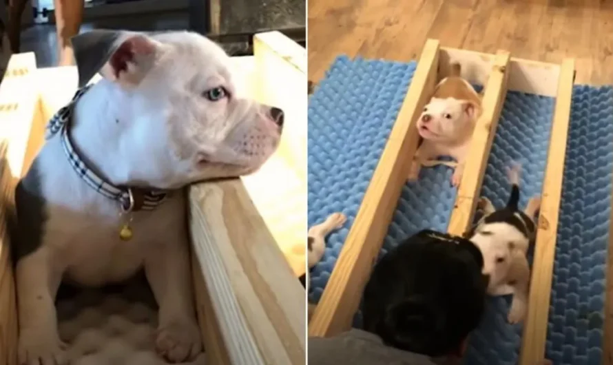 Pittie Dumped By His Owner Because ‘He Wasn’t Mean Enough’, He’s Now Thriving In A New Home