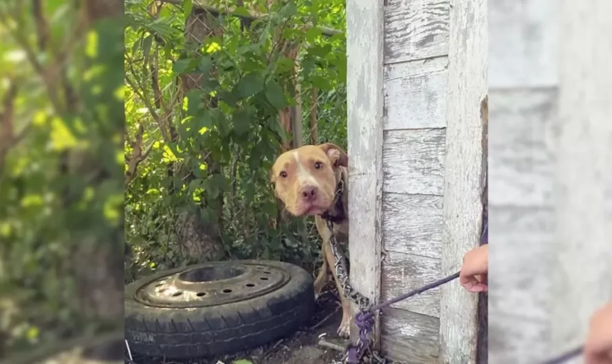 Dog Who Was Chained Up To A House Can’t Contain His Excitement When He Sees His Rescuer