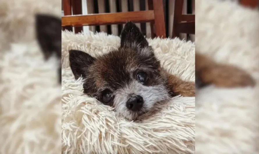 Tiny Senior Dog Found On The Street Lived His Happiest Moments With The Loving Family