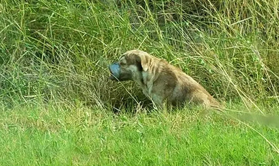 Abandoned Dog Left to Perish with Mouth and Legs Taped Finds Hope and Happiness, Wiggling His Tail Nonstop After Rescue by Plumbers.