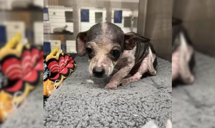 Tiny Shelter Chihuahua Puppy Gets Showered With Love And Turns Into A ‘Different Pup’