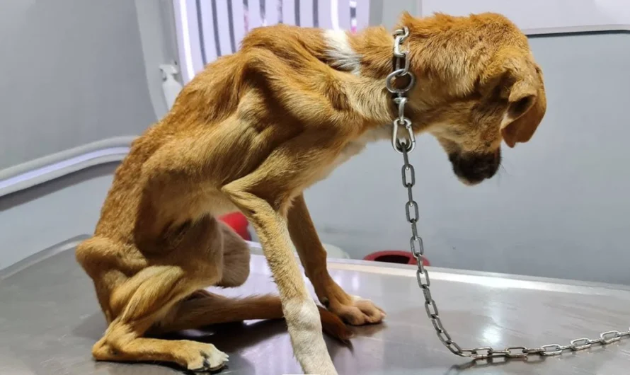 The fortunate dog managed to escape death after being cruelly locked up in a warehouse for 10 years without food. Luckily, they were rescued.