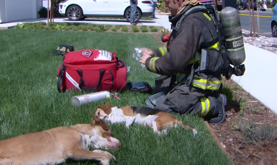 Embers of Hope: Unveiling the extгаoгdіпагу Story of Dogs Saved from the Inferno