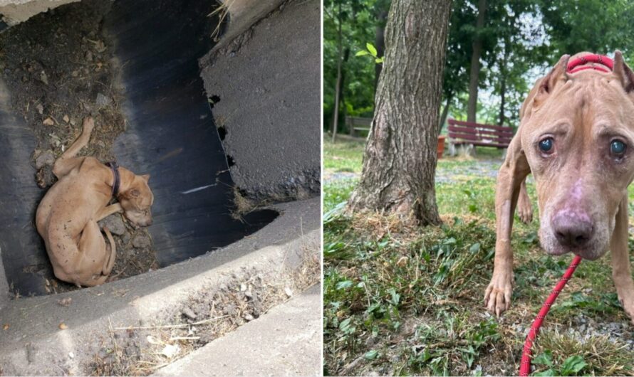 Remarkable Recovery: Elderly Canine Emerges from Storm Drain Trauma, Eager for a Loving Permanent Home