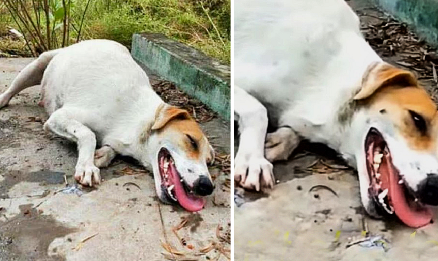 A pregnant mother dog, helpless and exhausted, lies on the road, desperately waiting for assistance.