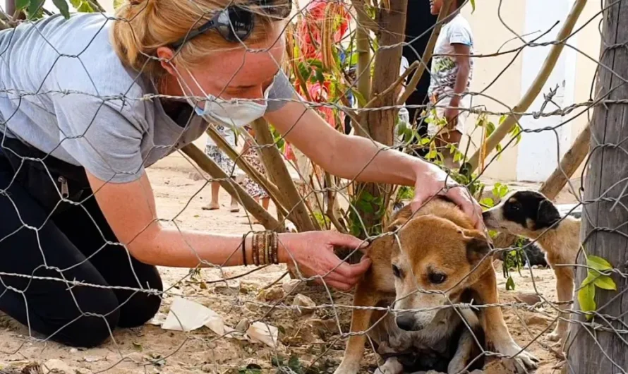 Homeless Senior Dog Bullied Because Of Her Age Gets A Cozy Bed In A New Home