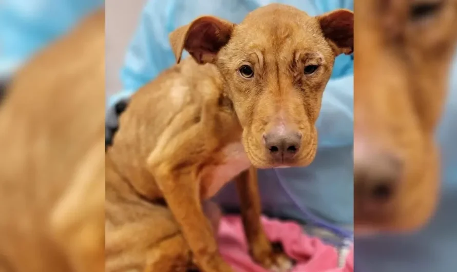 This Starving Dog Was So Happy When He Was Finally Rescued From The Street