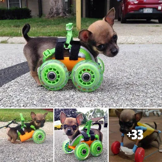 Empowering One-Year-Old Pup Triumphs Over Obstacles with Wheels, Inspiring Local Community