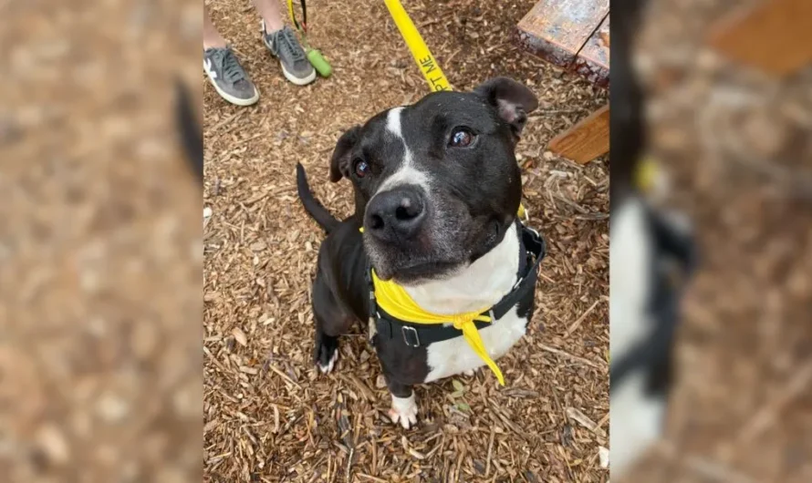 Shelter Dog Waited 500 Days To Be Adopted, Only To Be Returned Just One Week Later