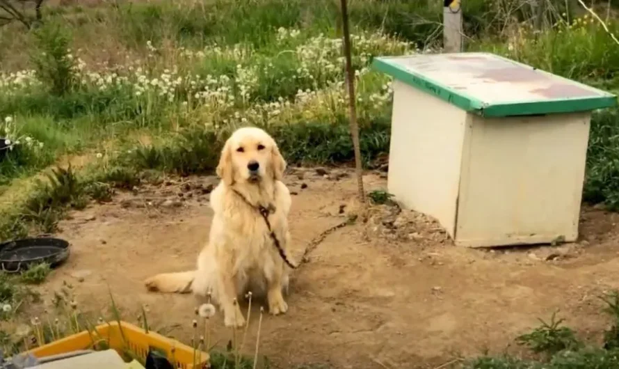 Neglected Dog Tied To A Chain Never Experienced Love Until A Good Person Came In Her Life