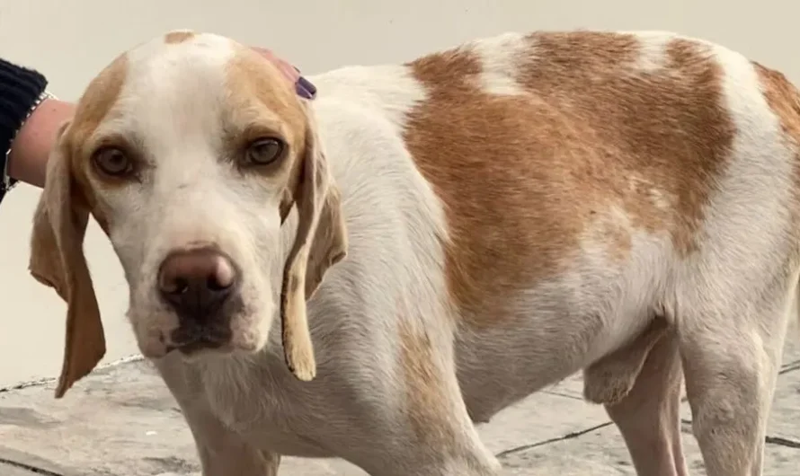 Street Dog Had Nothing In This World, Now Has A Whole Pile Of Teddy Bears